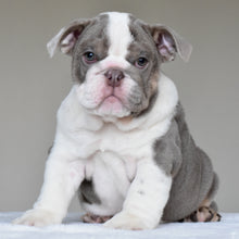 ONYX - $3,500