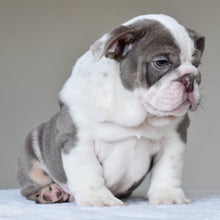 ONYX - $3,500