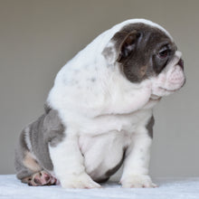 ONYX - $3,500