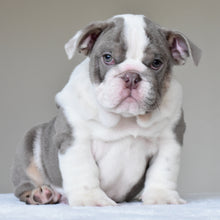 ONYX - $3,500