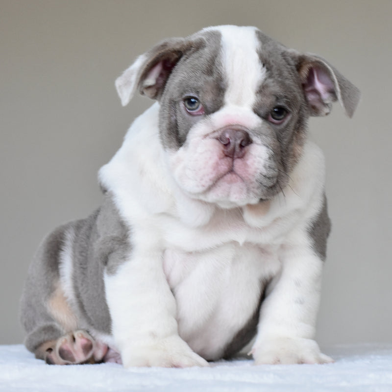 ONYX - $3,500
