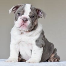 ONYX - $3,500