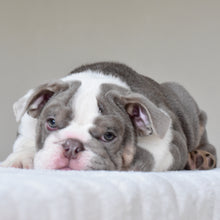 ONYX - $3,500