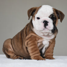 💎 BRUNO - $3000