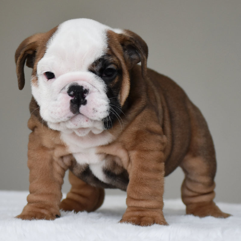 💎 BRUNO - $3000