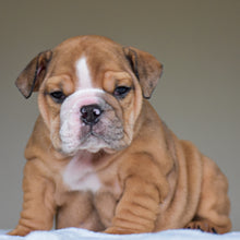 PACO - $3,000