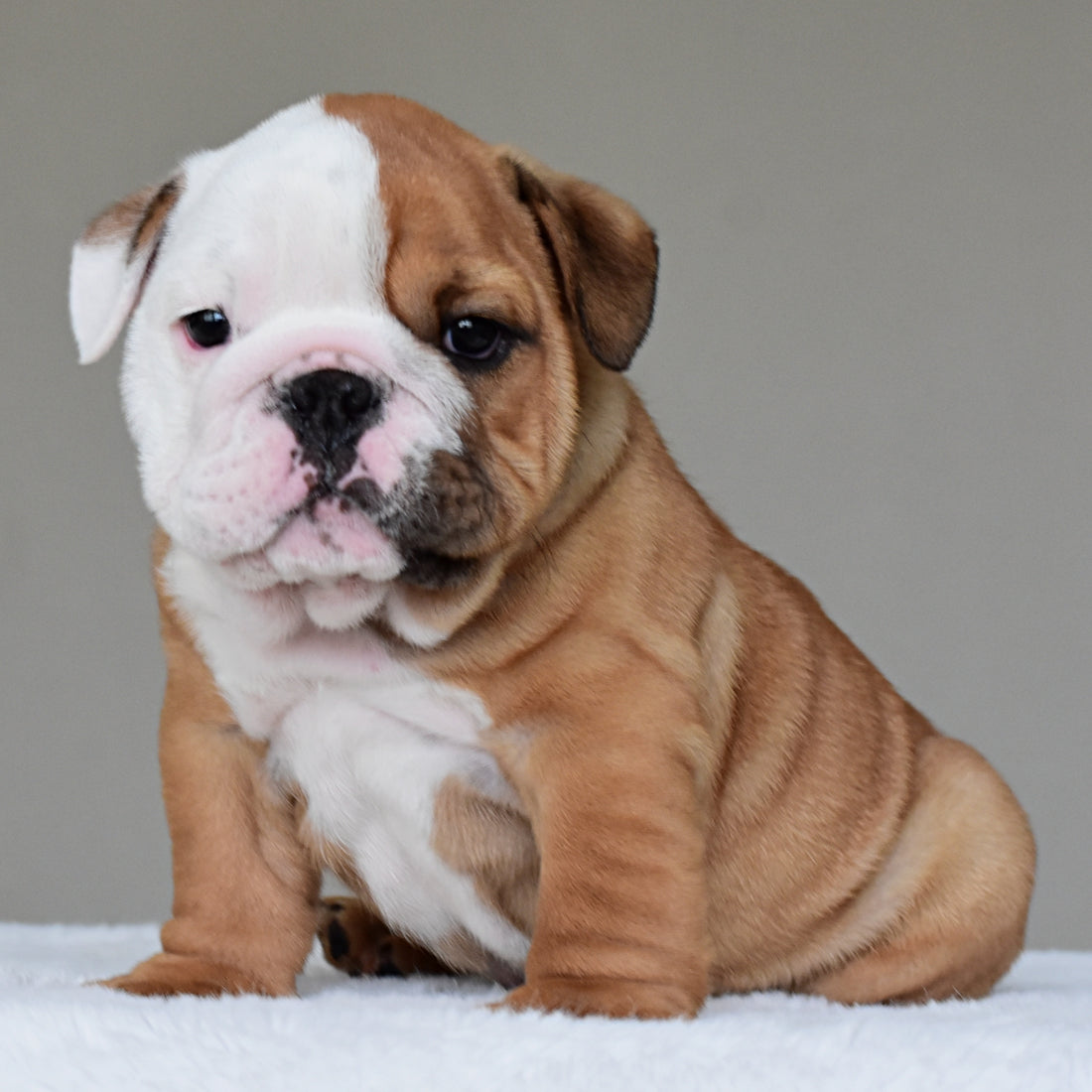 💎 ROCCO - $3000