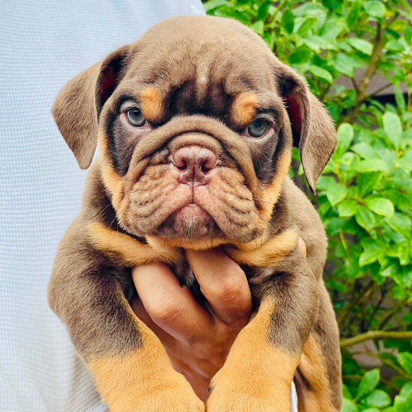 ROLO - $3200