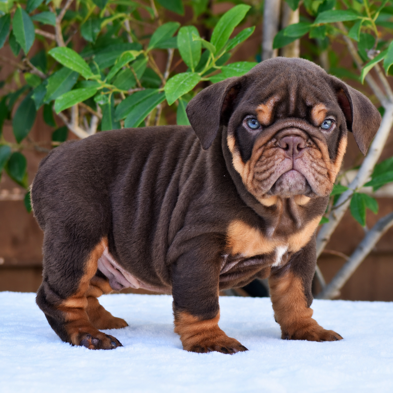 ROLO - $3200