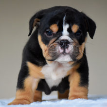 ROMY - $3,200