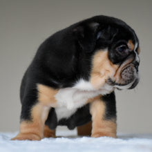 ROMY - $3,200