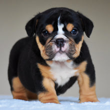 ROMY - $3,200