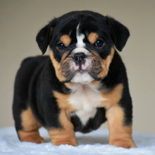 ROMY - $3,200