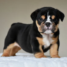 ROMY - $3,200