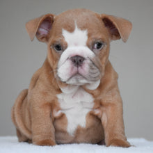 SADIE - $3000