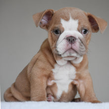 SADIE - $3000