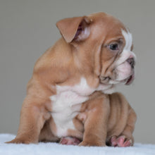 SADIE - $3000