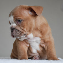 SADIE - $3000