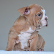 SADIE - $3000