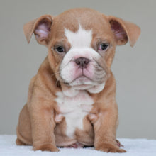 SADIE - $3000