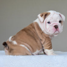 SASHA - $3500