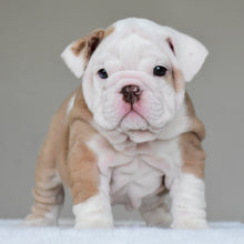 SASHA - $3500