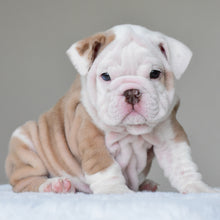 SASHA - $3500