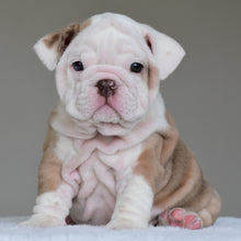 SASHA - $3500