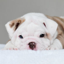SASHA - $3500