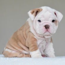 SASHA - $3500