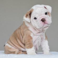 SASHA - $3500