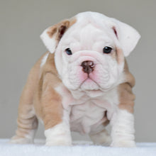 SASHA - $3500