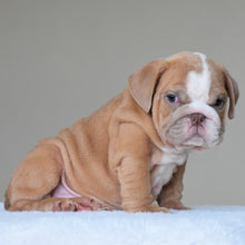 BUBBA - $3000