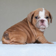 BUBBA - $3000