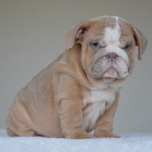 Simon, a light fawn and white male English Bulldog puppy, sitting and looking at the camera