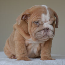 Simon, a light fawn and white male English Bulldog puppy, sitting and looking down