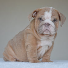 Simon, a light fawn and white male English Bulldog puppy, sitting in three-quarter view looking at the camera