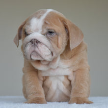 Simon, a light fawn and white male English Bulldog puppy, sitting and facing the camera