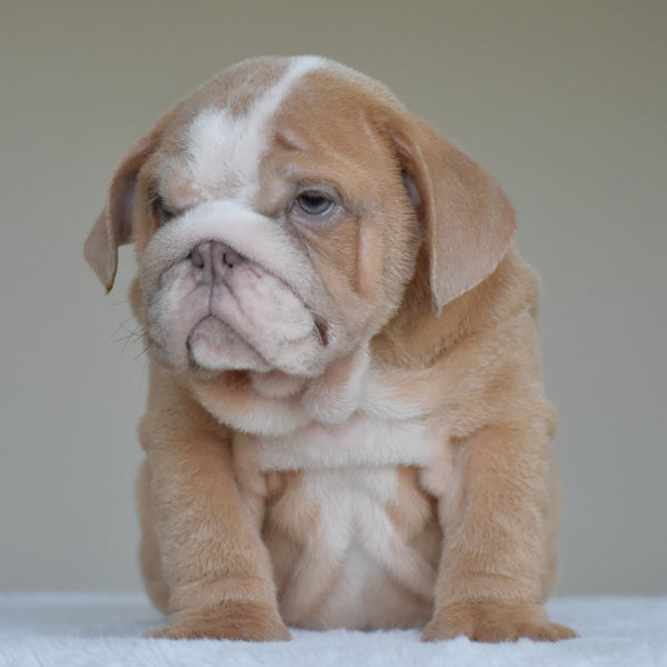 Simon, a light fawn and white male English Bulldog puppy, sitting and facing the camera