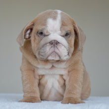 Simon, a light fawn and white male English Bulldog puppy, sitting close to the camera