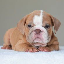 BUBBA - $3000