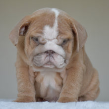 Simon, a light fawn and white male English Bulldog puppy, sitting with his head lowered, facing the camera