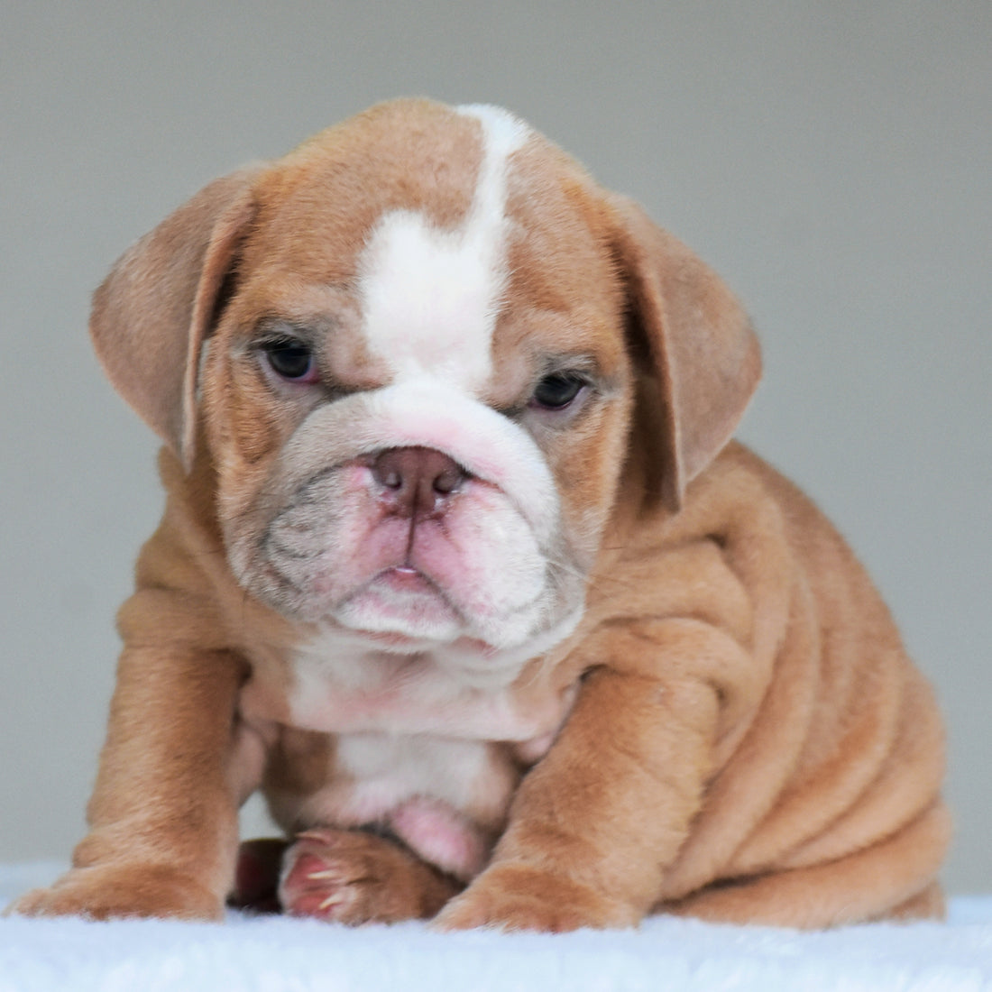 BUBBA - $3000