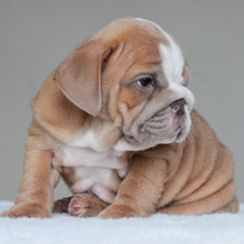 BUBBA - $3000