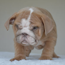 Simon, a light fawn and white male English Bulldog puppy, standing and facing the camera