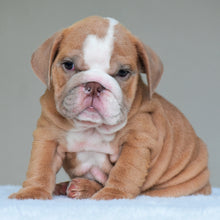 BUBBA - $3000