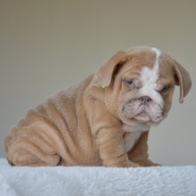 Simon, a light fawn and white male English Bulldog puppy, sitting and looking down to the side