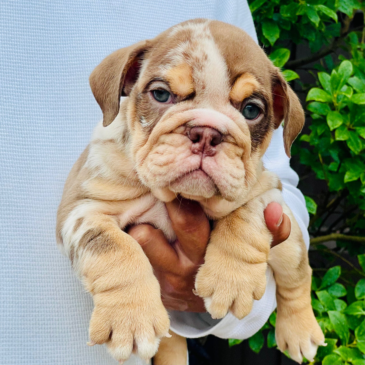 SNICKERS - $3300