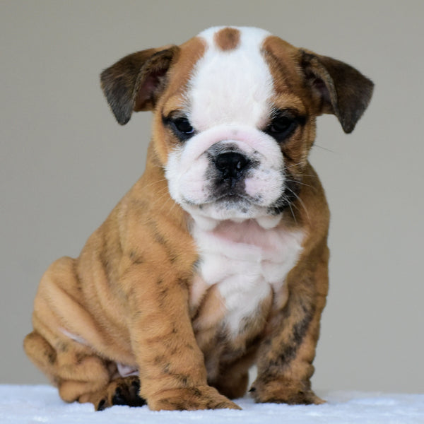 THEO - $2,800