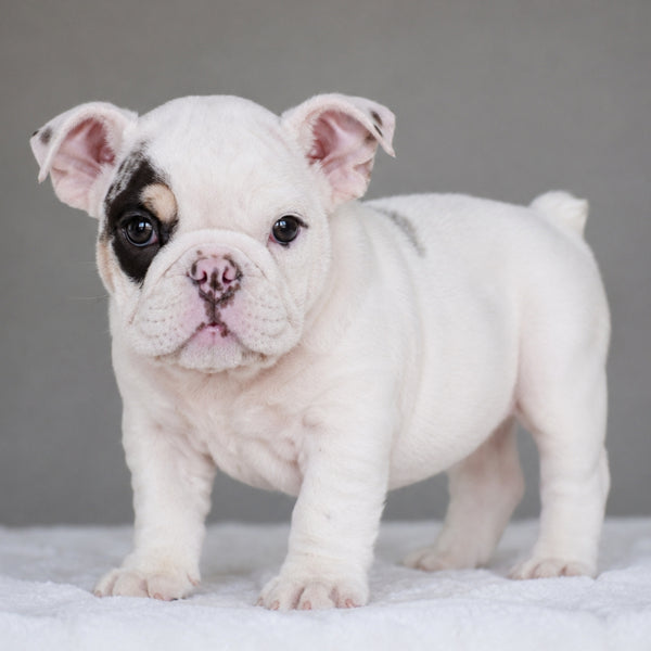 TRUFFLE - $3,000